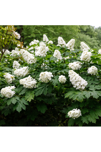 Hydrangea quercifolia